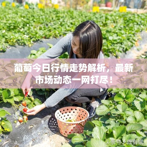 葡萄今日行情走势解析，最新市场动态一网打尽！