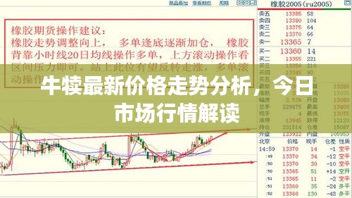 牛犊最新价格走势分析，今日市场行情解读