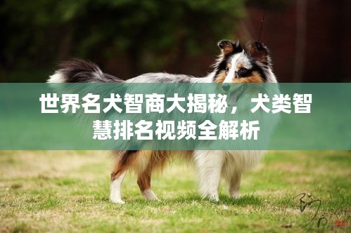 世界名犬智商大揭秘，犬类智慧排名视频全解析