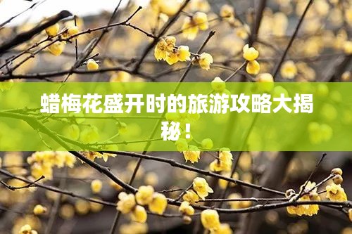 蜡梅花盛开时的旅游攻略大揭秘！