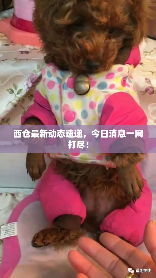 西仓最新动态速递，今日消息一网打尽！