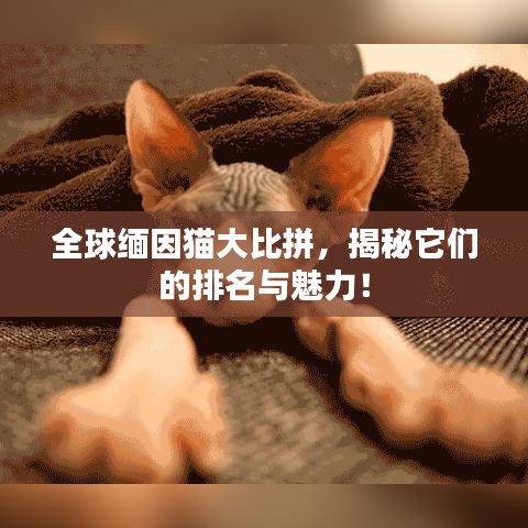 全球缅因猫大比拼，揭秘它们的排名与魅力！