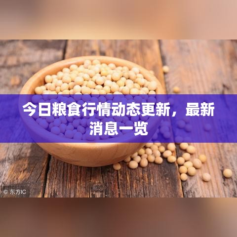 今日粮食行情动态更新，最新消息一览